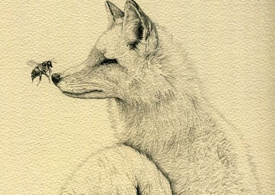 fox with bee on his nose