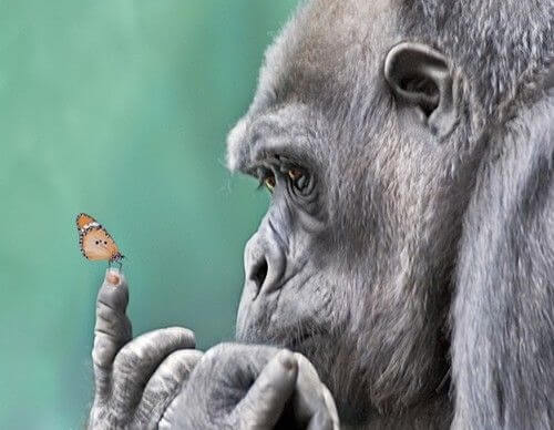 A gorrilla is looking at a butterfly on his finger.