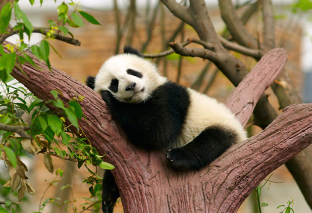 fight laziness panda