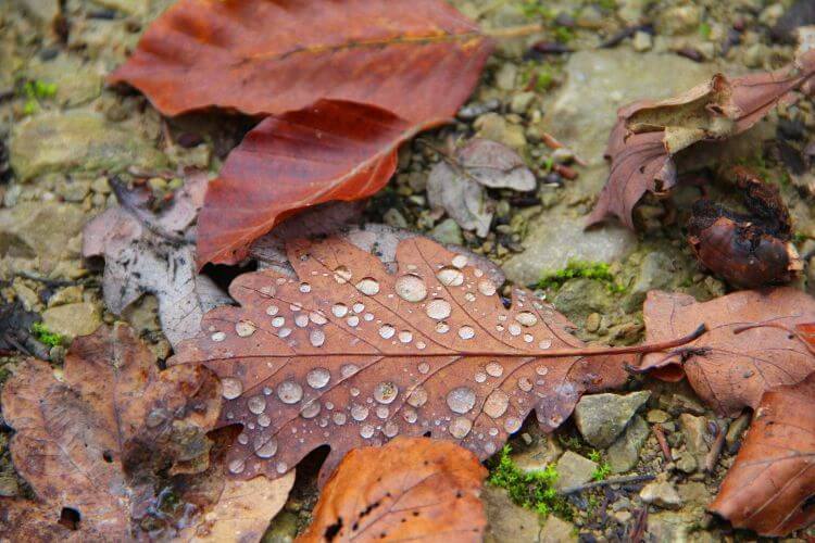 leaves with dew drops