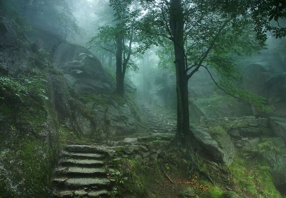 misty forest