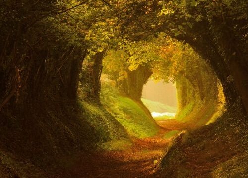 life path through woods