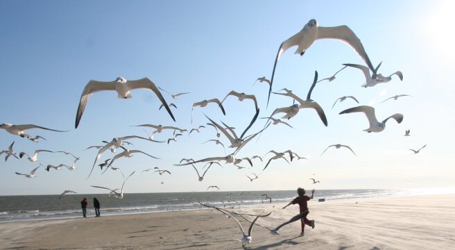 person running among crowd of birds