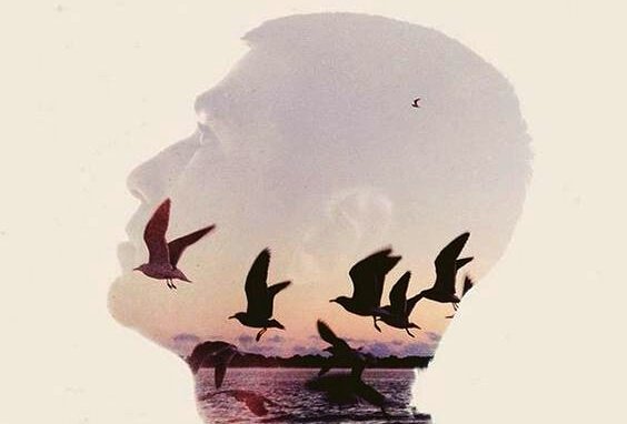 silhouette of man birds flying