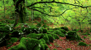 Forest Baths: An Antidote To Stress