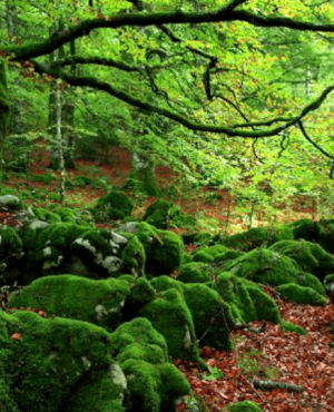 Forest baths is an antidote to stress