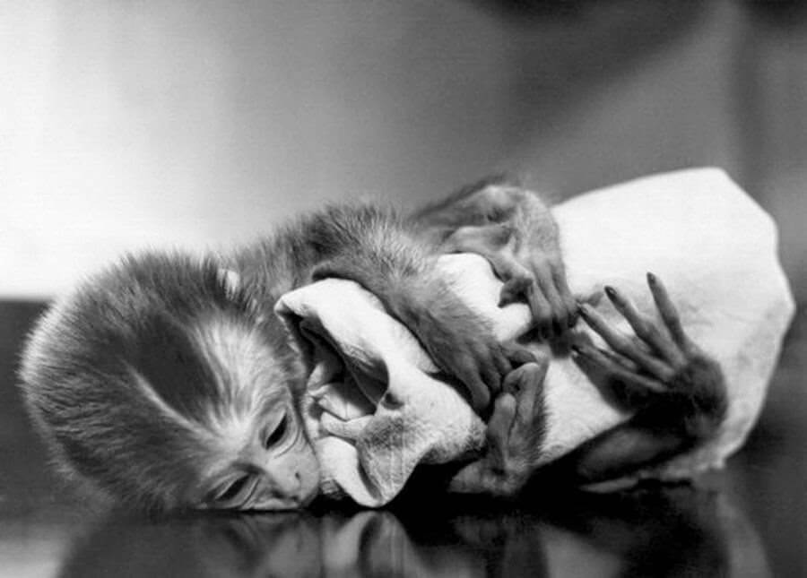 Attachment theory monkey baby