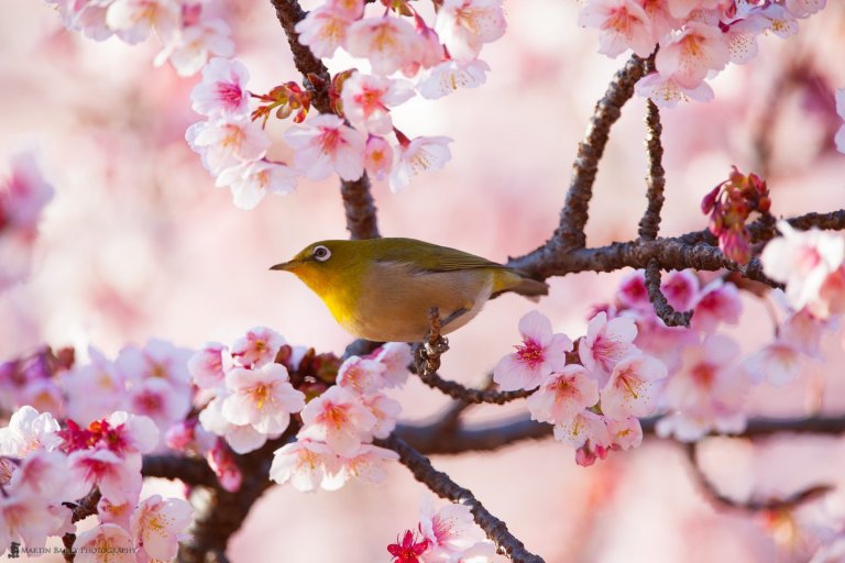 A bird in cherry blossoms exhibiting vulnerability the Japanese way.