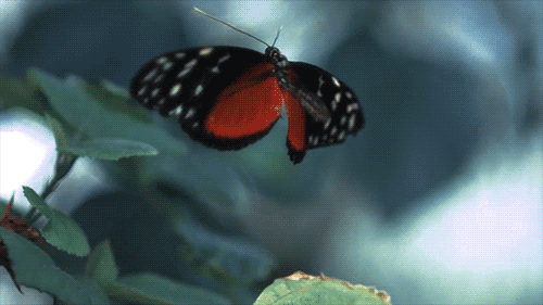 Dignity: gif of a butterfly flapping his wings