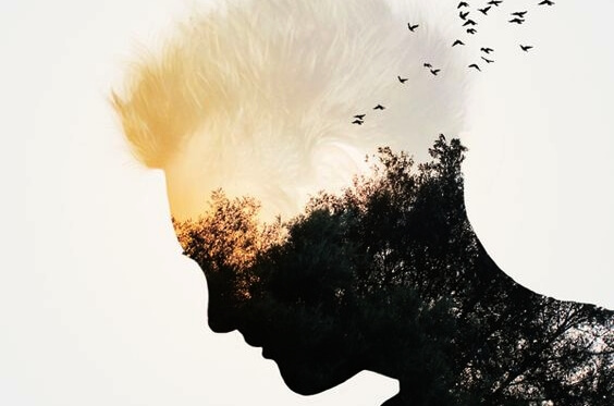 a silhouette of a man's face with birds in a forest