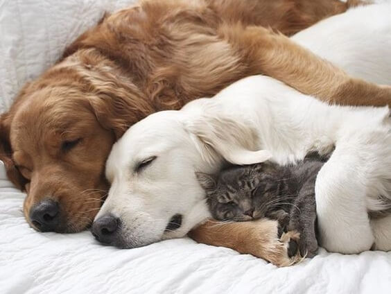 Three animals sleeping together.