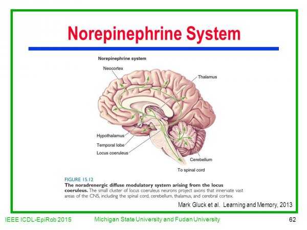 Norepinephrine system