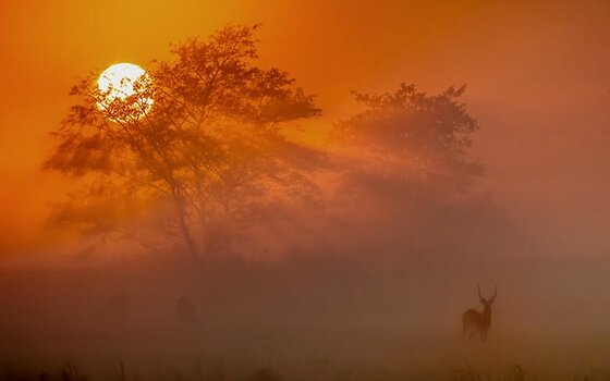 a deer in an African story