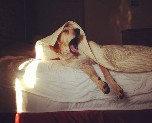 a dog yawning in bed