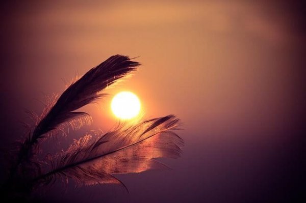 feathers in front of a sunset