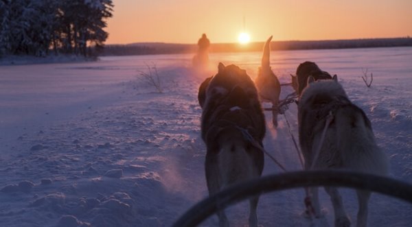 Dogsled in Finland: sisu.
