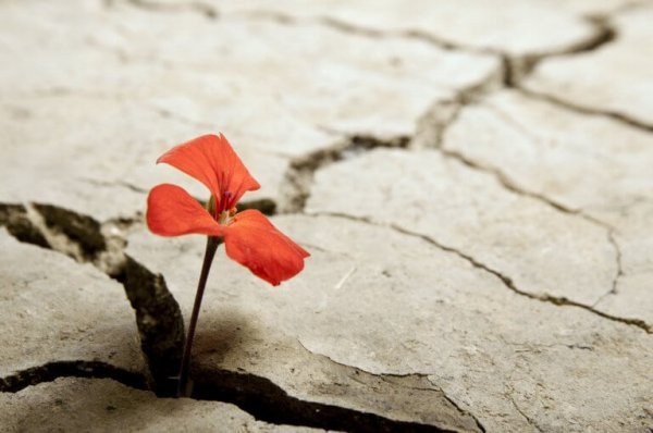 A resistant flower growing in the hard ground.