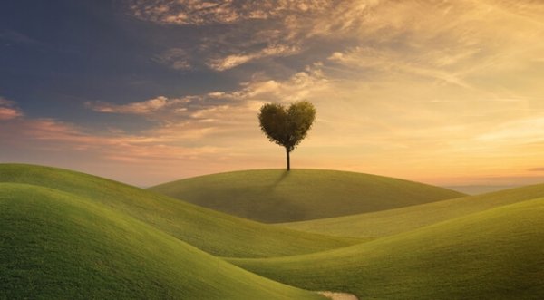 a peaceful hilly field with a heart-shaped tree