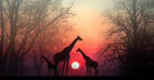 Take a Moment for Your Soul to Catch up with You: a Beautiful African Story