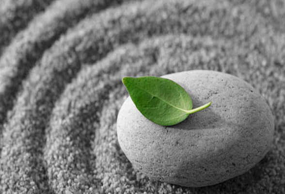 a green leaf on a small rock