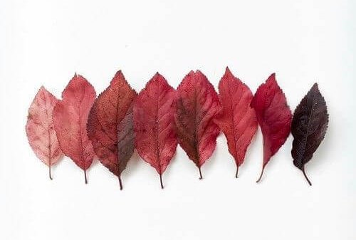 fall leaves in a row, of different colors