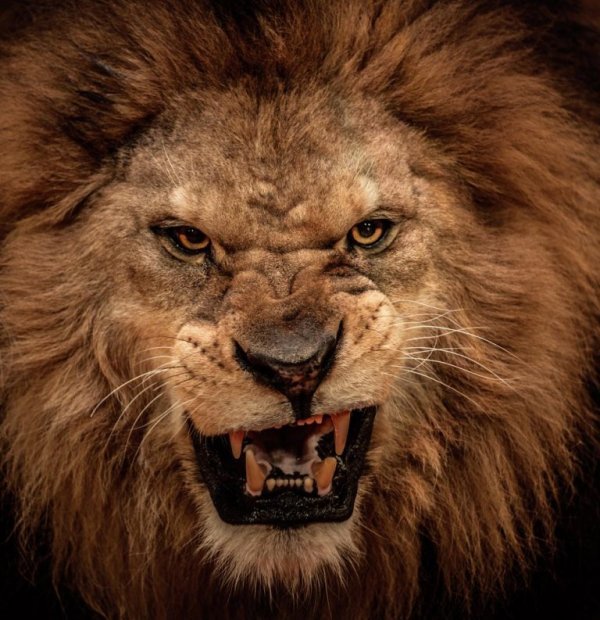 a growling, angry lion
