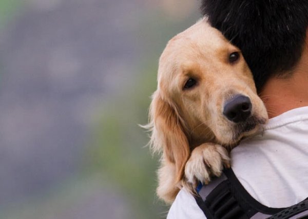 man's best friend, dogs