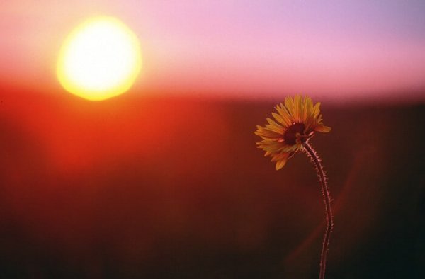 a single marigold at sunset