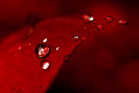 red leaf with water droplets