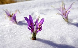 Sisu: The Finnish Answer to Tough Times