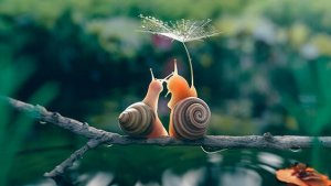 The Slow Movement: The Slower the Better