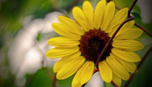 happiness according to bertrand russell flower