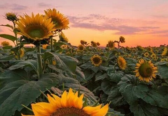 sunflowers field
