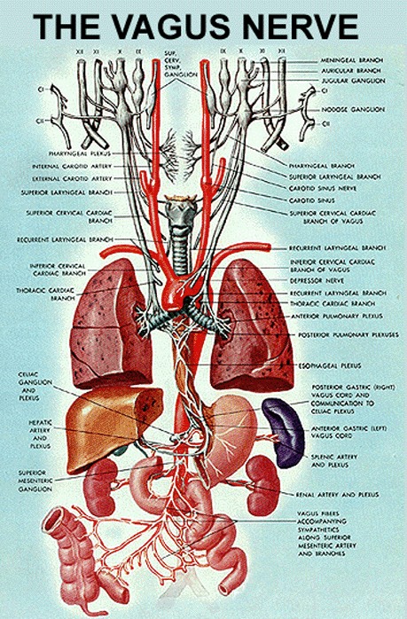 diagram vagus nerve