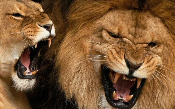 yelling as communication lions