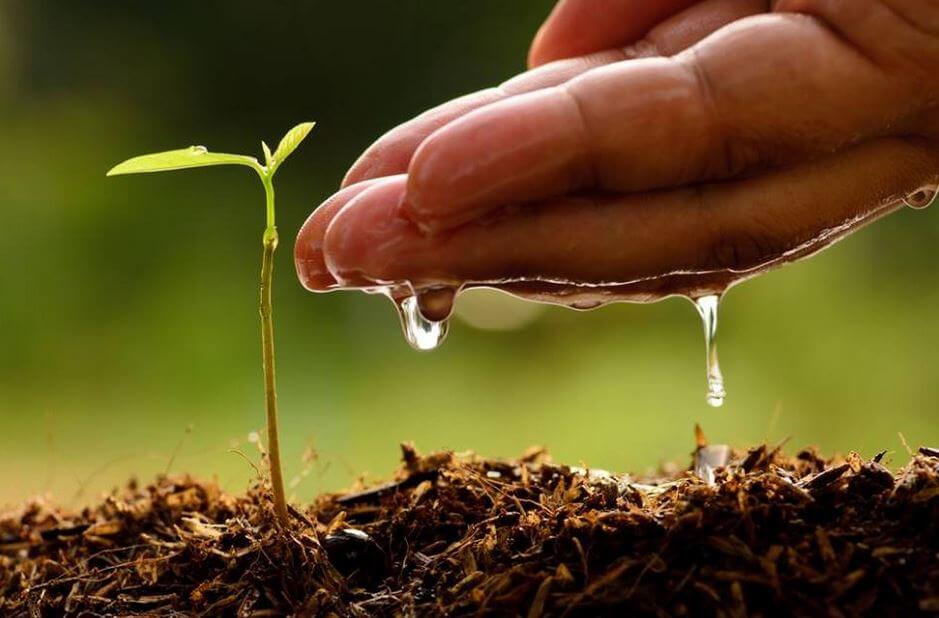 A hand is watering a tiny new plant.