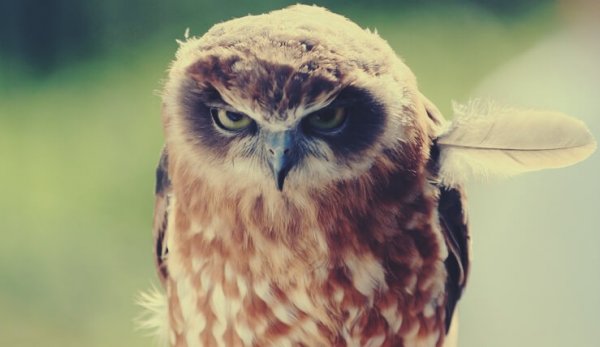 an angry owl feeling negative emotions