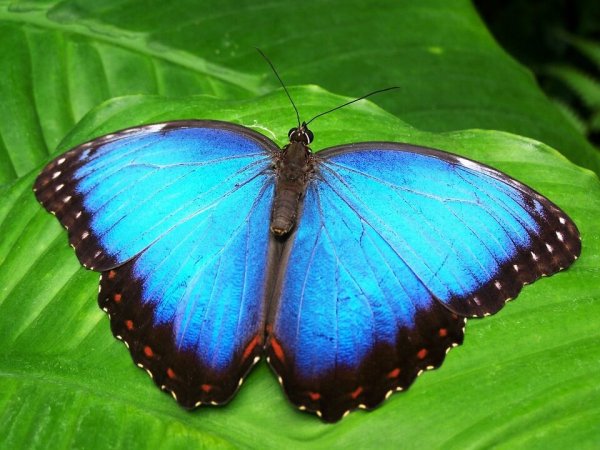 transformation from caterpillar to blue butterfly