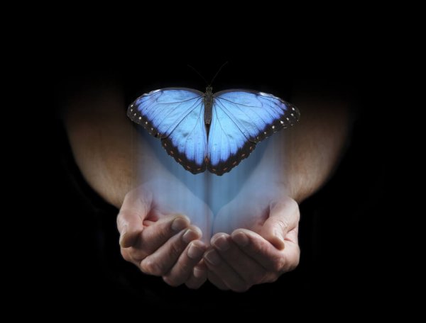 a blue butterfly in hands