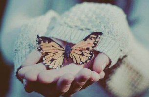 butterfly in hands