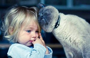 Cat Therapy: 5 Benefits of Living with Cats