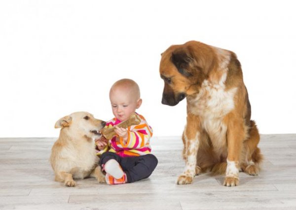 Jealous dog with baby