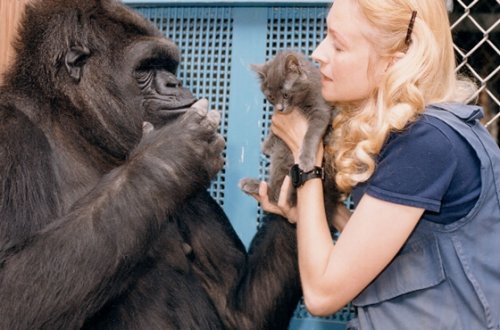 The Sweet Story of Koko, the Smartest Gorilla in the World