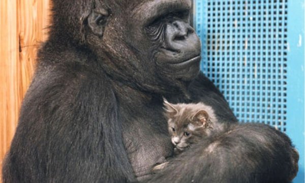 Koko the gorilla and his kitten friend.