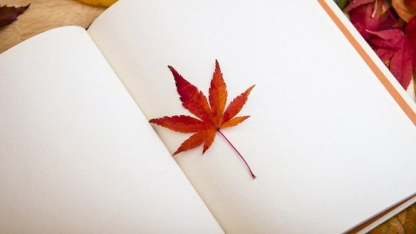 an autumn leaf in a journal