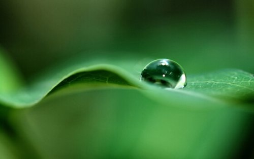 a leaf with a drop of water on top