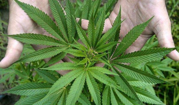 marijuana types