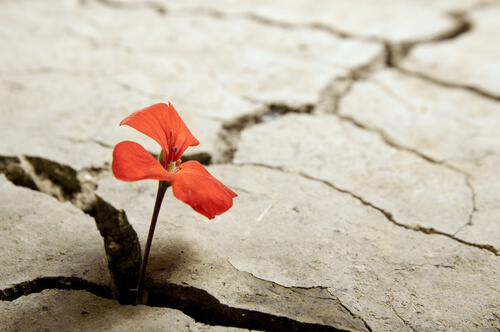 a flower sprouting through a crack in the ground