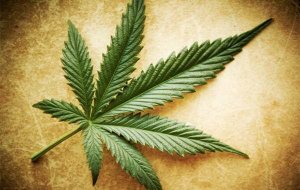 Myths, Truths, and Half-Truths about Marijuana