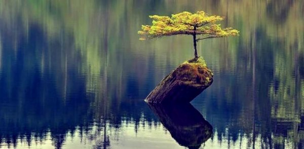 resilience: a tree growing alone in a lake